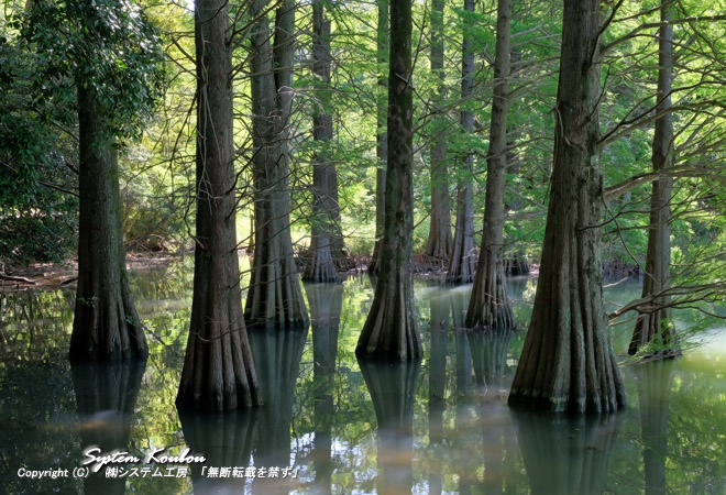 篠栗九大の森・春（福岡県篠栗町）・写真満載九州観光