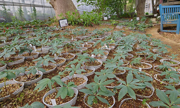 チベタヌス実生苗販売ページ～ Zoony Garden