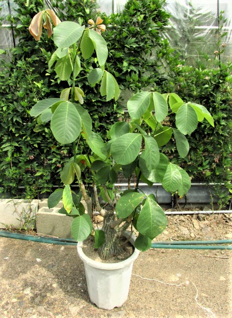 ボンバックス エリプティクム 美株 （鉢付き） ボンバックス