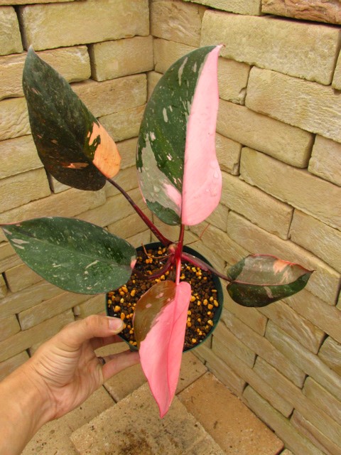 フィロデンドロン・ピンクプリンセス(P. 'Pink Princess') 極彩