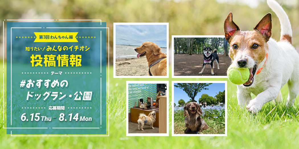 第3回 知りたい！みんなのイチオシ - わんちゃん編｜見たい｜ヘー