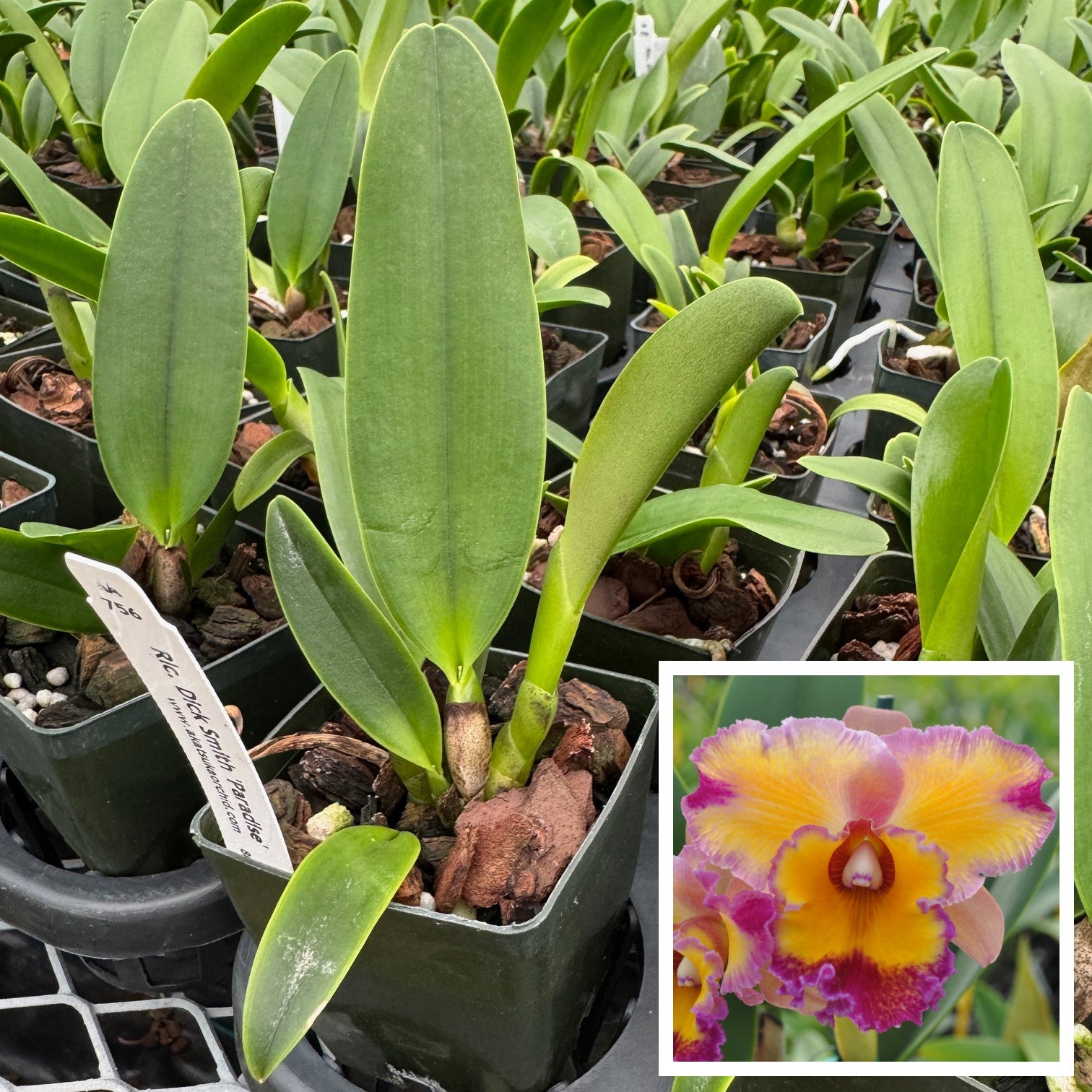 Rlc. Dick Smith 'Paradise' (Starter-2.75