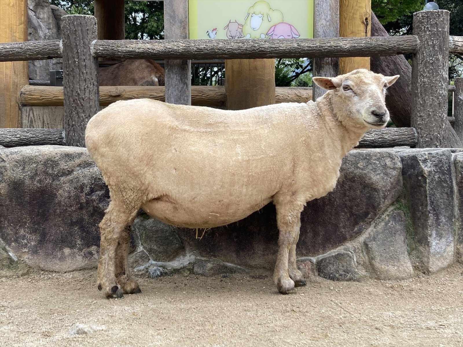 わくわく広場の日常⑱ 双仔のヒツジが広場デビュー！｜飼育係のasazoo