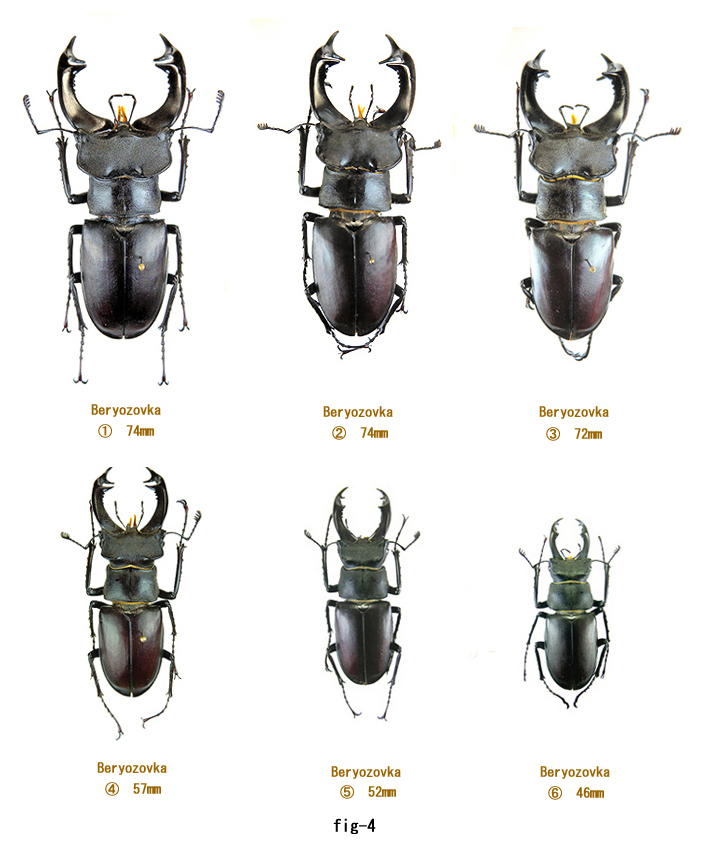Lucanus of S. Russia Ukraina