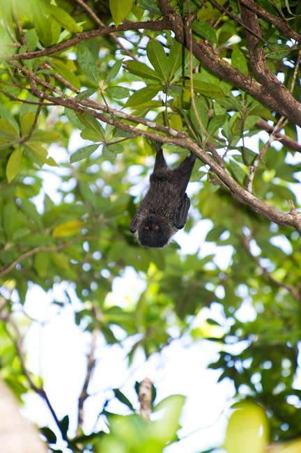 朝日新聞デジタル：オガサワラオオコウモリ<br>小笠原で唯一の哺乳類で