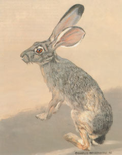 V-23 Jackrabbit – Charles Beckendorf Gallery