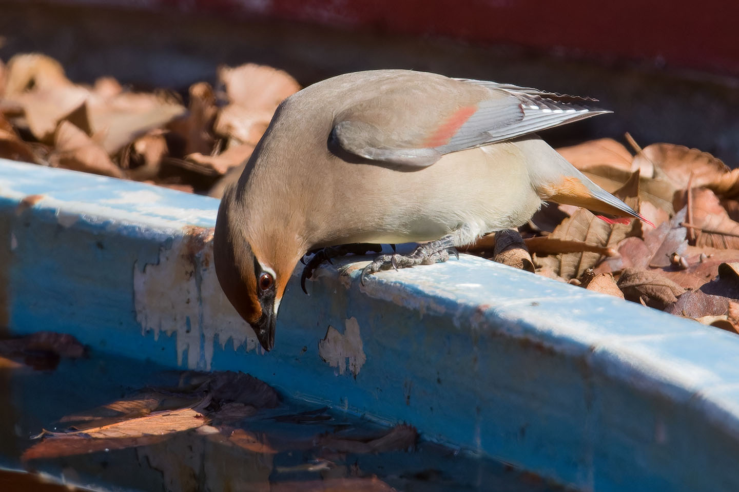 さくちゃんの 『鳥と遊ぼうよ！』 | カテゴリー : スズメ目 － スズメ