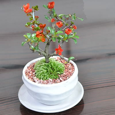 母の日の花盆栽 ミニ長寿梅 樹齢3年 万古焼鉢｜プレゼントに盆栽妙