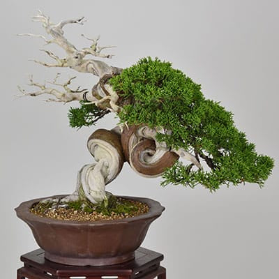 匠の盆栽】真柏 1点もの No.254【平松浩二】の盆栽を販売｜盆栽妙