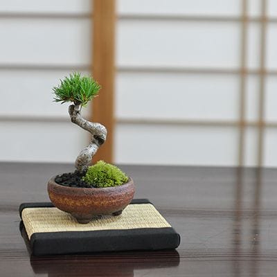 九重五葉松の盆栽を販売｜盆栽妙 – 盆栽妙 本店