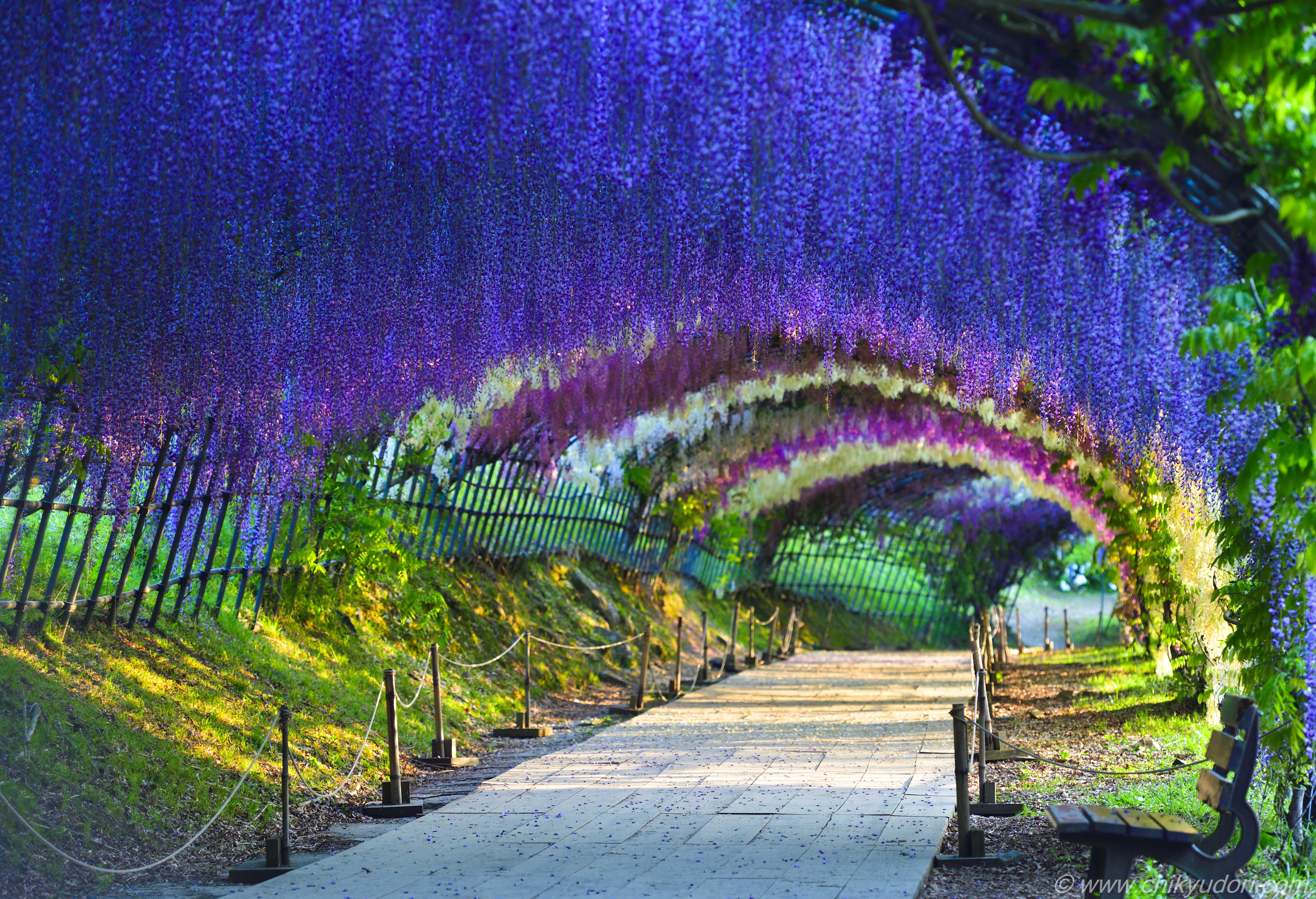 こぼれ落ちる藤のカーテンの絶景、河内藤園の藤トンネルと藤棚（Nikon