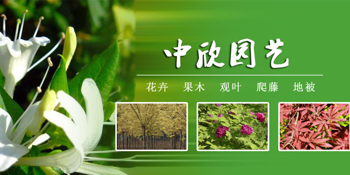 ZX-CB7_菏泽中欣牡丹园艺有限公司