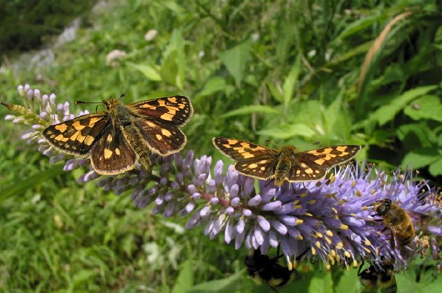 タカネキマダラセセリ