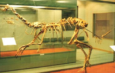 A VISIT OF NATURAL HISTORY MUSEUM