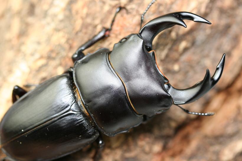 対馬産オオクワガタ：クワガタムシ・カブトムシのオンライン図鑑