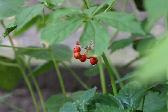 トチバニンジン,チクセツニンジン,栃葉仁参,竹節人参（ちくせつ