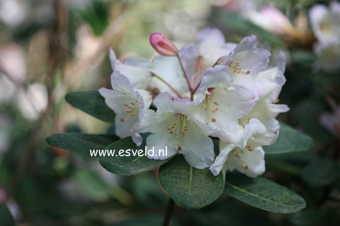 Picture and description of Rhododendron 'Cowslip'