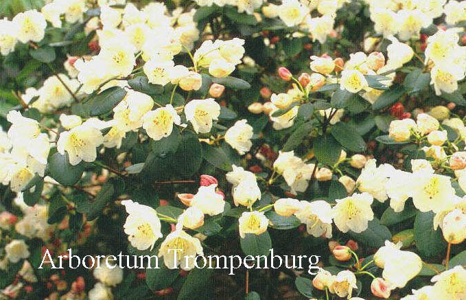 Picture and description of Rhododendron 'Cowslip'