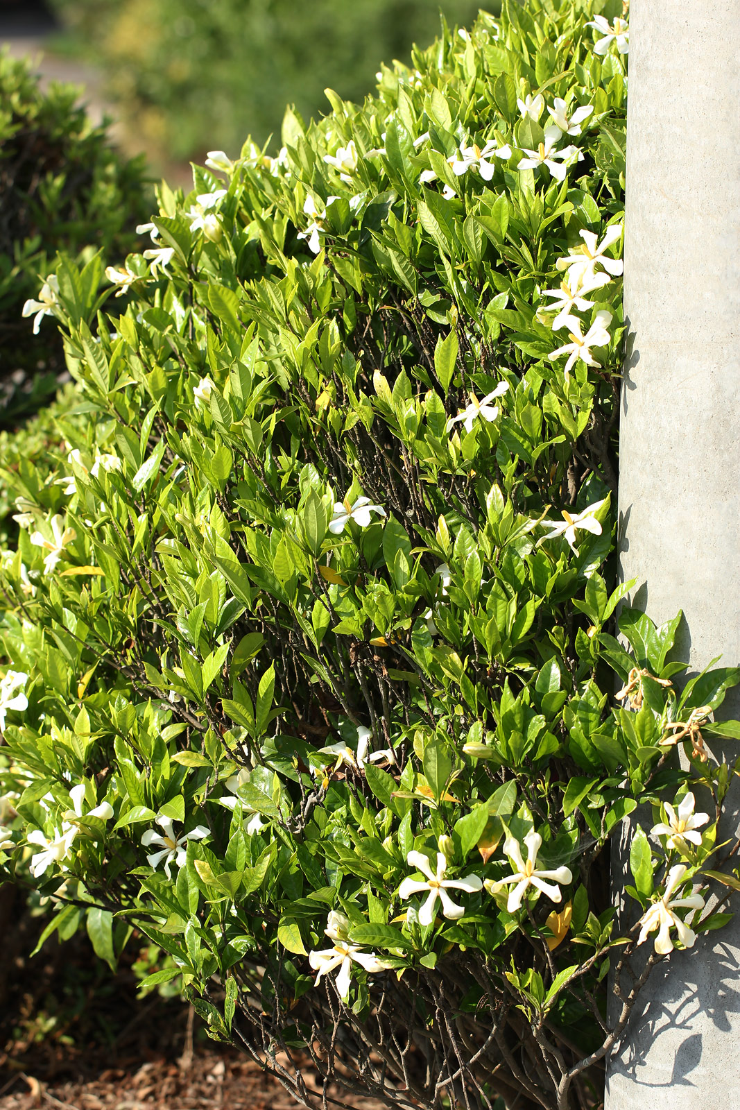 お花の写真集 / クチナシ(梔子)