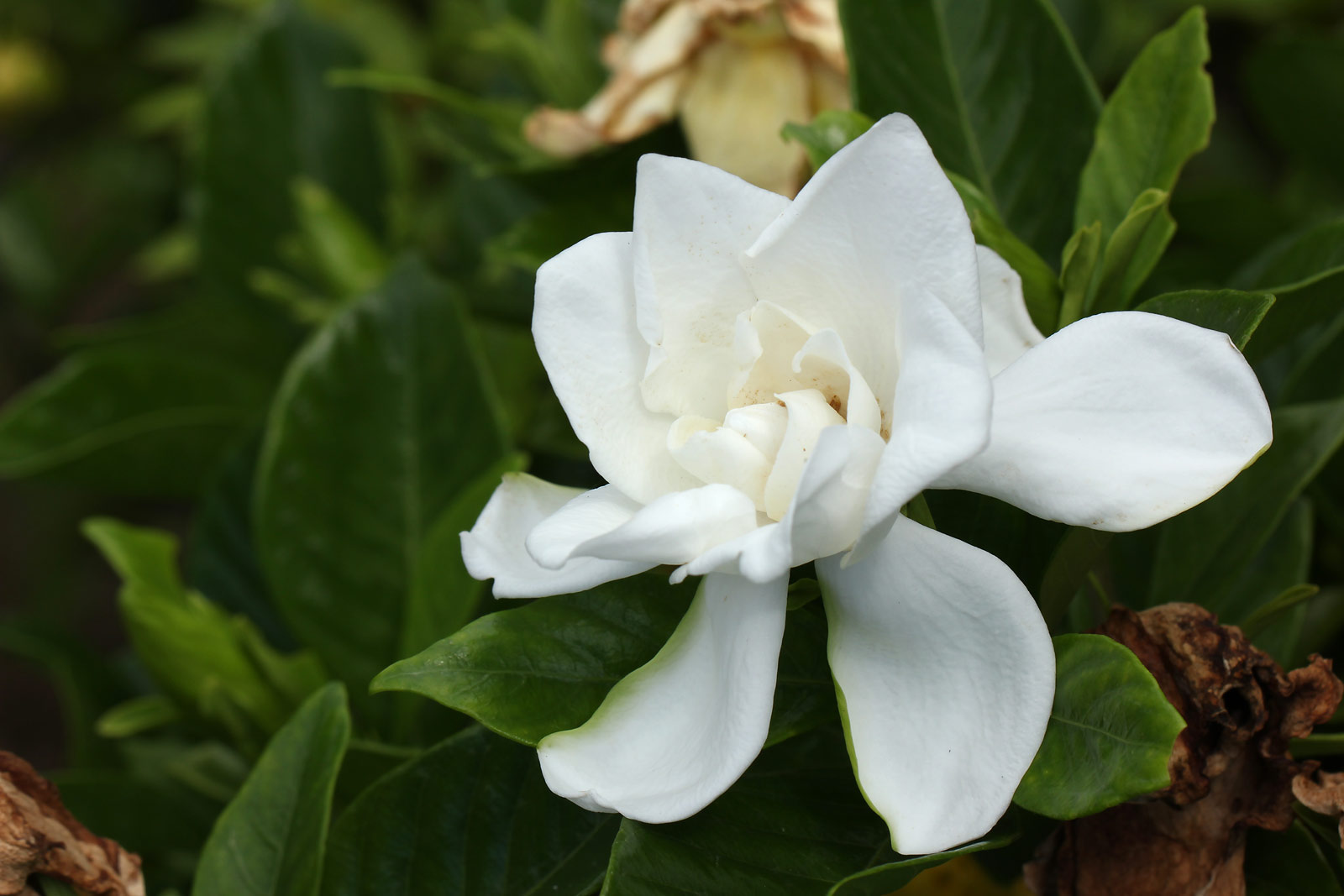 お花の写真集 / クチナシ(梔子)