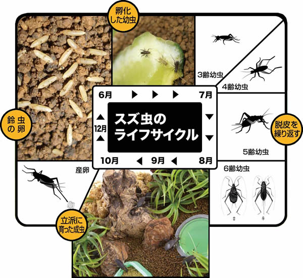 癒しと涼み 鈴虫と鈴虫飼育用品【フジコン】