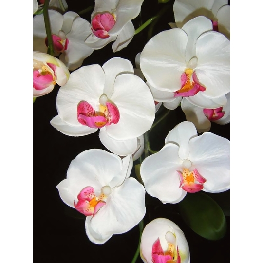 商品詳細 胡蝶蘭【グリーンショップ フェニックス】胡蝶蘭