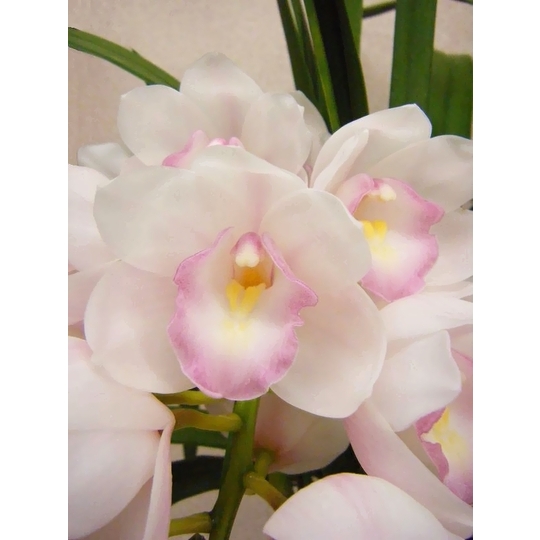 商品詳細 胡蝶蘭【グリーンショップ フェニックス】胡蝶蘭