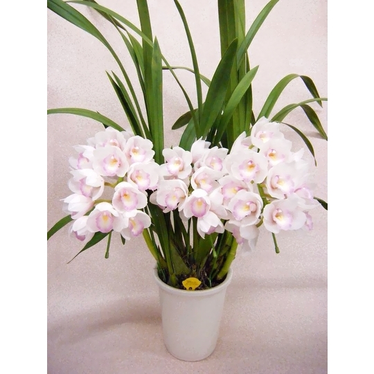商品詳細 胡蝶蘭【グリーンショップ フェニックス】胡蝶蘭