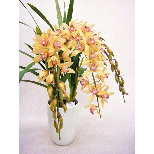 商品詳細 胡蝶蘭【グリーンショップ フェニックス】胡蝶蘭