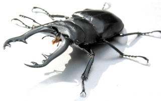 ギラファノコギリクワガタ