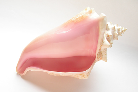 コンクシェル コンク貝 コンクパール母貝 Strombus gigas ピンク貝