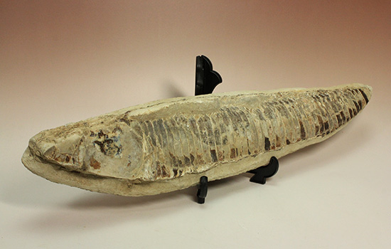 ブラジルセアラ産2kg近い立派な魚化石。カマス類。 化石 販売