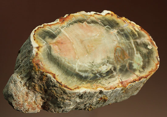 主役はどっちだ！？両面研磨で柔らかい色彩をもつ木化石、珪化木 化石 販売