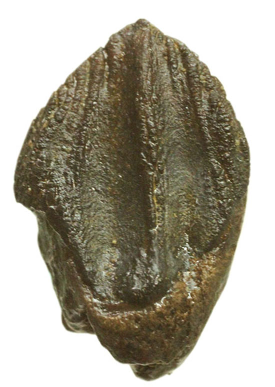 先端が見事保存された、三角形フォルムを有するトリケラトプス歯化石