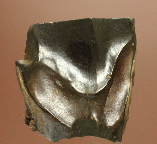 白亜紀の巨大角恐竜！トリケラトプスの歯化石(Triceratops