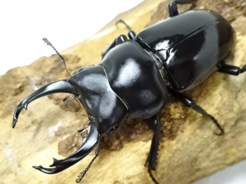 くわかぶプラネット / 【WD】チュウゴクコクワガタ(concolor)ペア