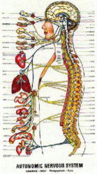 カイロプラクティックの原理＆最新理論 | 松本市の日本カイロ