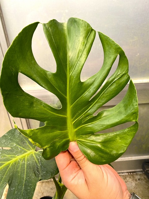 モンステラ デリシオーサ ミューテーション 実生 一点もの みどりの