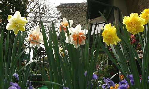 八重咲きスイセン ディックウィルデン、レプリー、オブダム