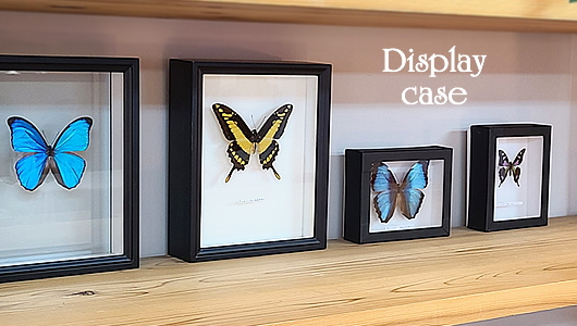 ケースなど , 蝶の標本 販売・通販のNatureShop|モルフォやキプリス