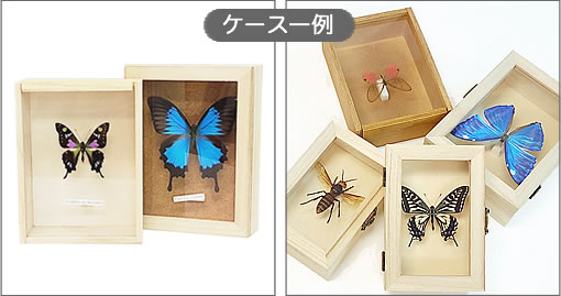 ベニモンオオキチョウ , タグ「yellow」 , 蝶の標本 販売・通販の