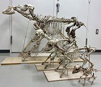牛の骨格標本 博物館で展示【9月2週号 北海道】 - nosai