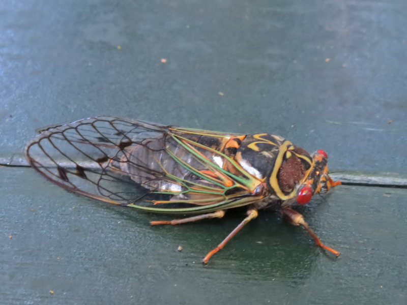 エゾゼミ | ペンション あるびおん