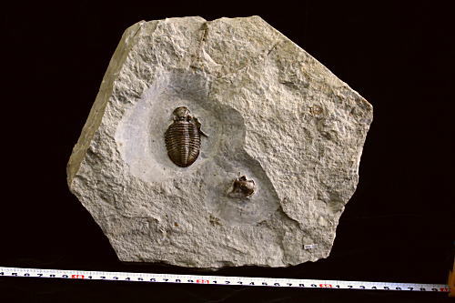 化石・鉱物・隕石・地学標本の専門商社 プラニー商会