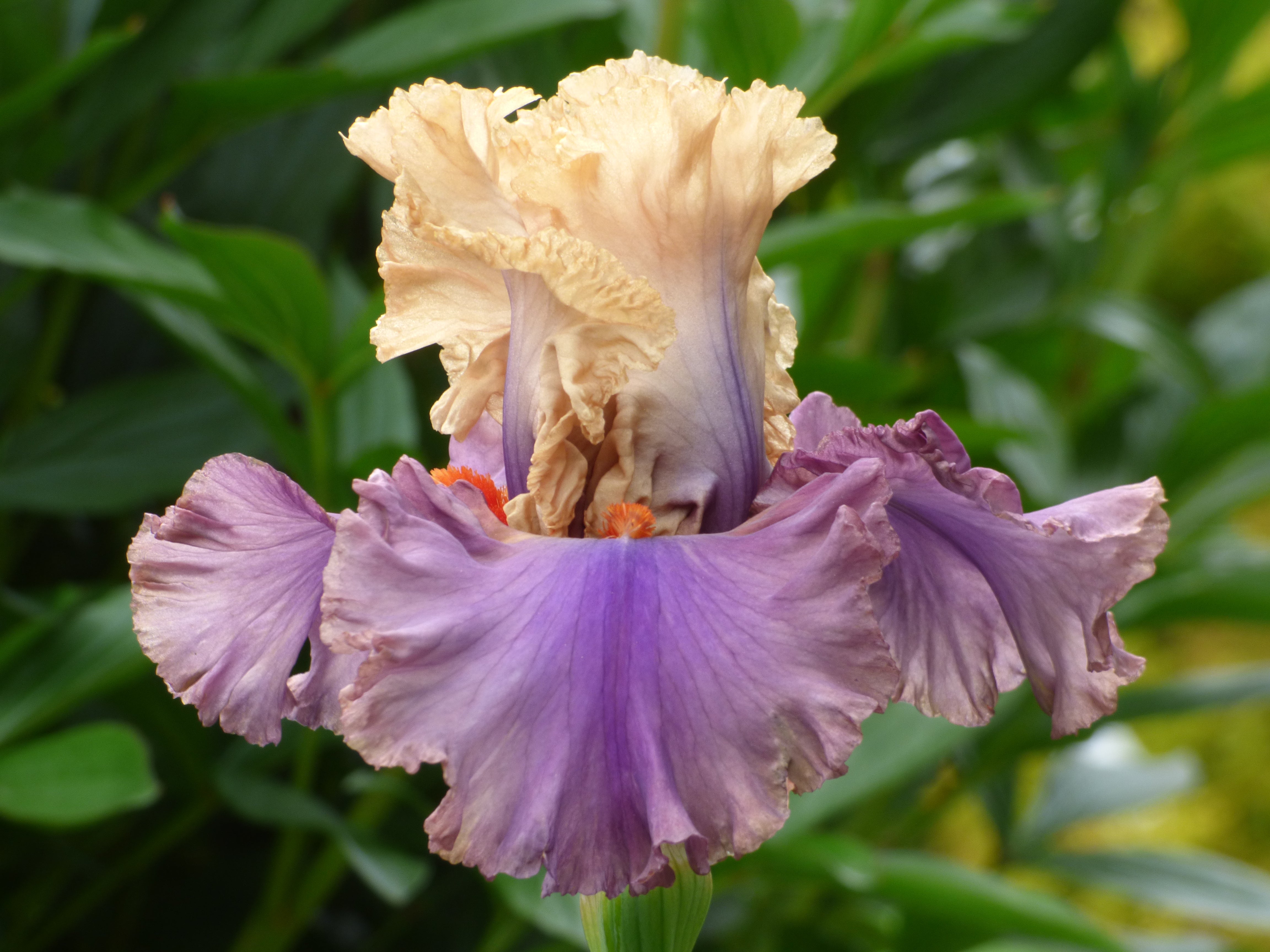 Air of Mystery | Tall Bearded Iris – Schreiner's Gardens
