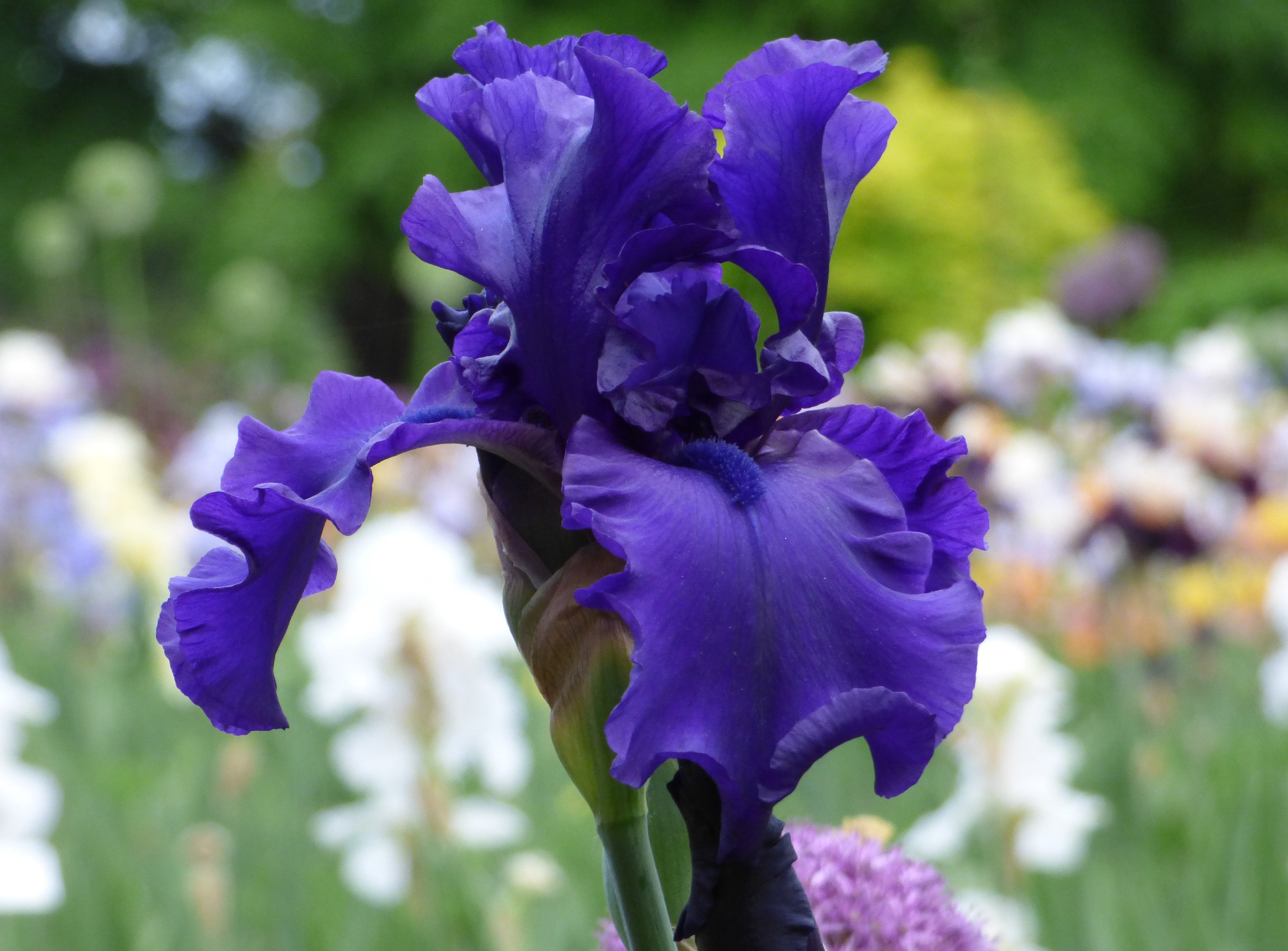 Dusky Challenger | Tall Bearded Iris – Schreiner's Gardens