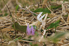 四季の山野草図鑑／カタクリ