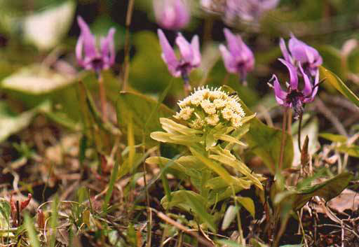 四季の山野草図鑑／カタクリ
