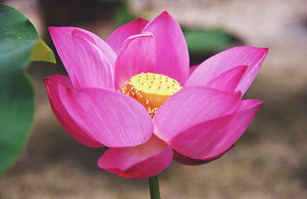 About the Lotus Flowers｜Senjuji, Head Temple of the Shinshū