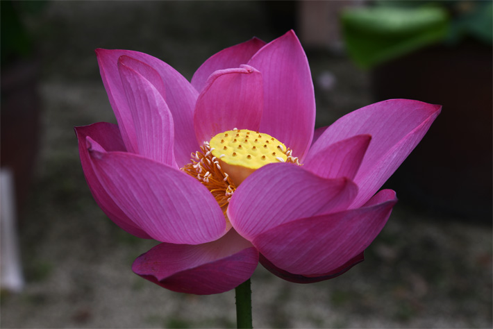 艶陽天 | 高田本山の蓮図鑑 | 真宗高田派本山 専修寺
